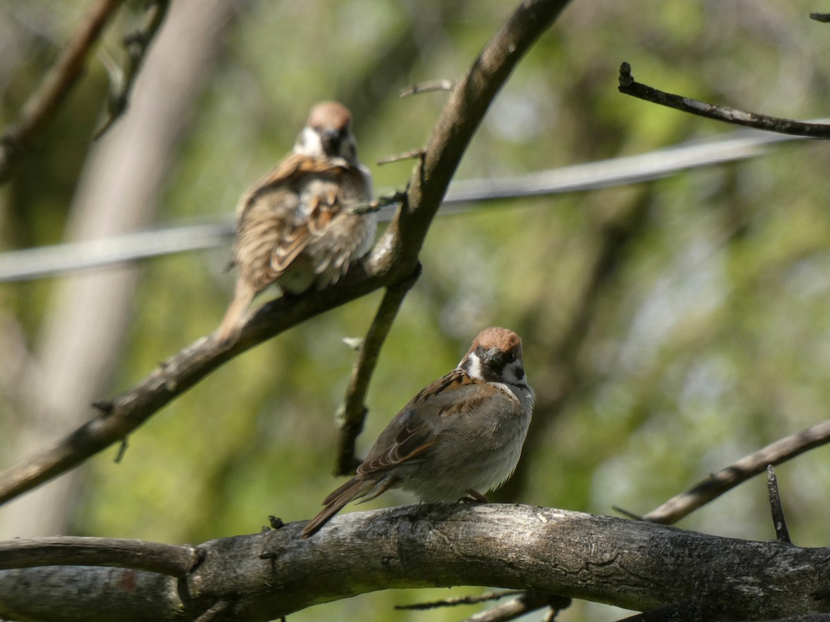 Eurasian Tree Sparrow - Paul Suchanek
