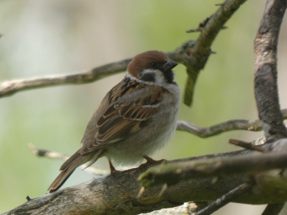 Eurasian Tree Sparrow - ML618460355