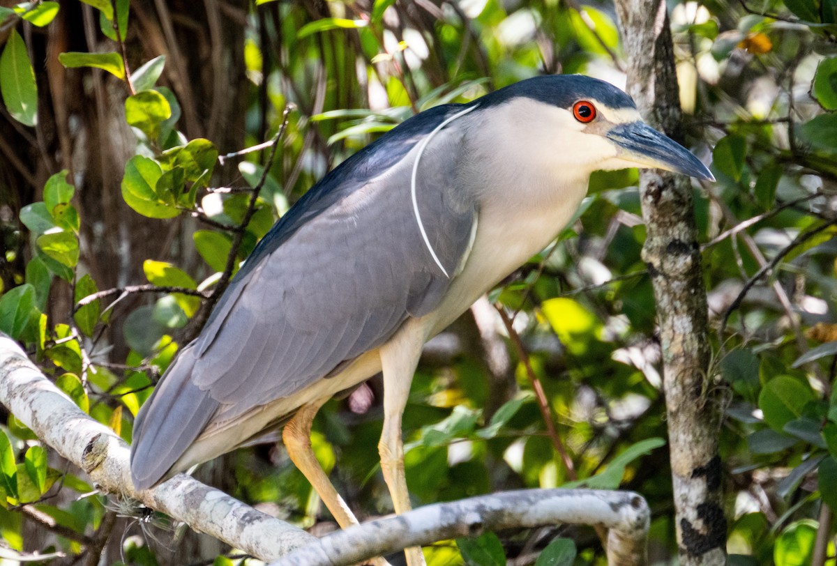 Black-crowned Night Heron - ML618460365