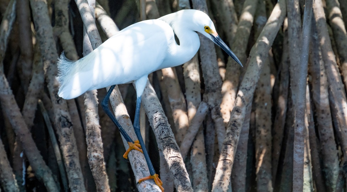 Snowy Egret - ML618460367