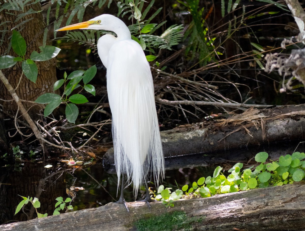 Great Egret - ML618460380