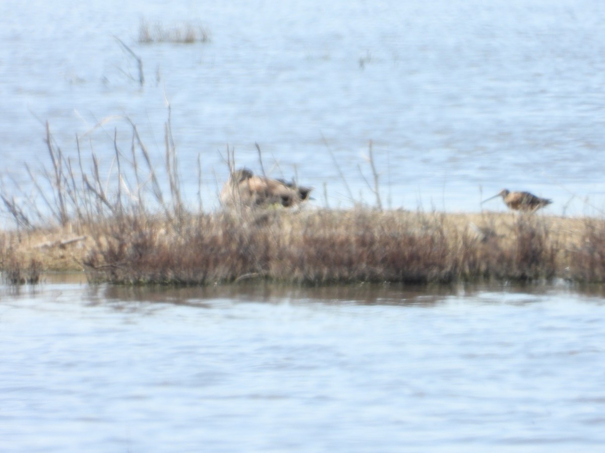 Long-billed Dowitcher - ML618460401