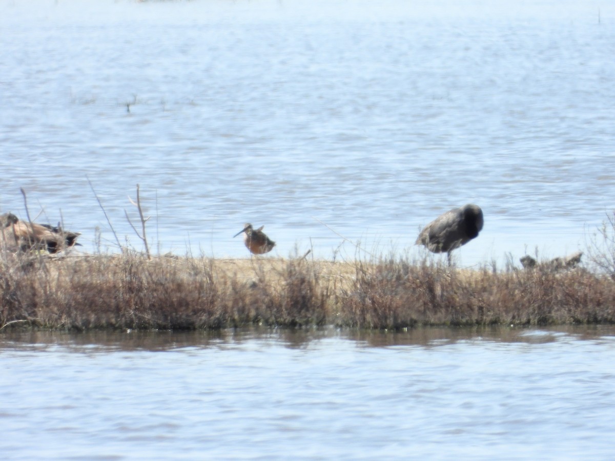 Long-billed Dowitcher - ML618460413