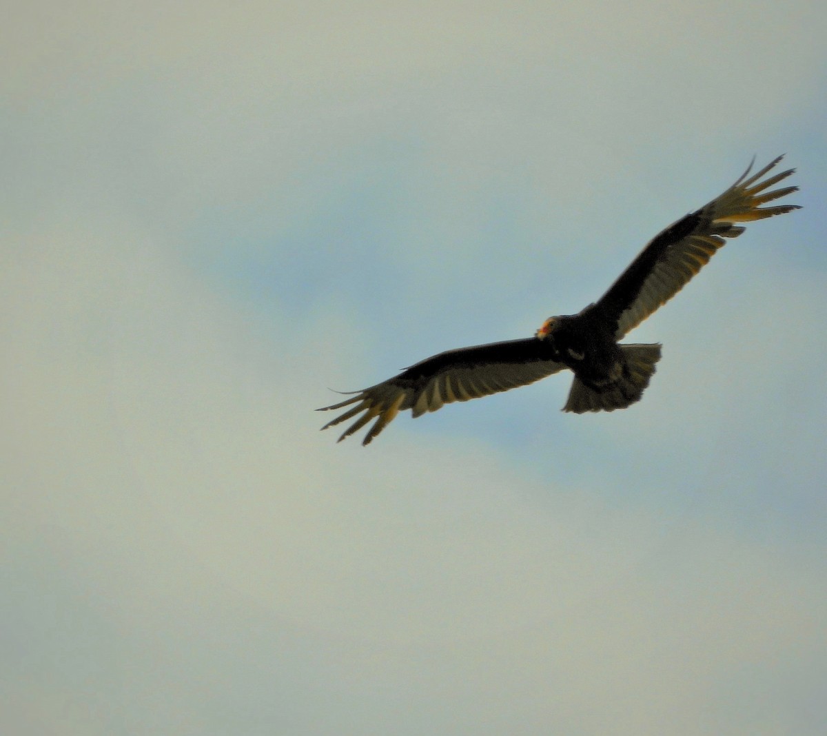 Turkey Vulture - ML618460415