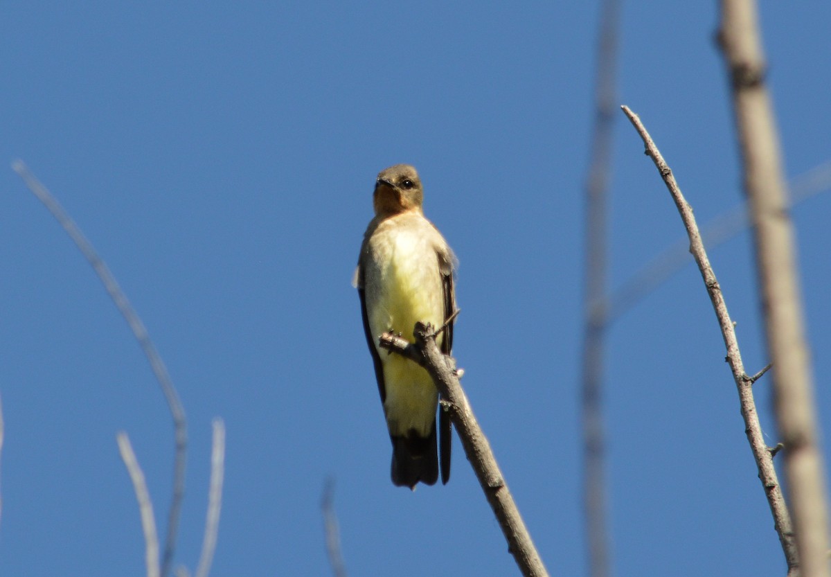 Southern Rough-winged Swallow - Jose Navarro