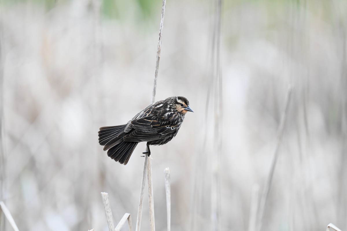 Red-winged Blackbird - joe demko