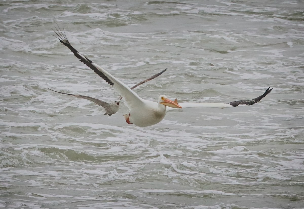 American White Pelican - ML618460458