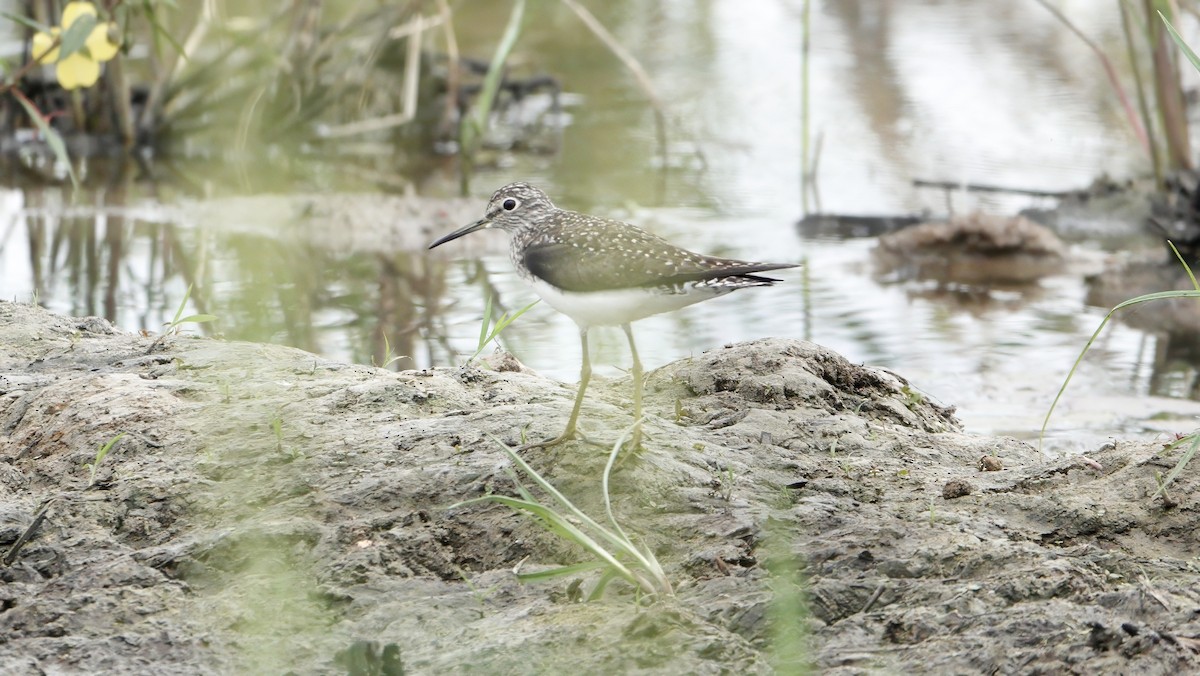 Solitary Sandpiper - ML618460459