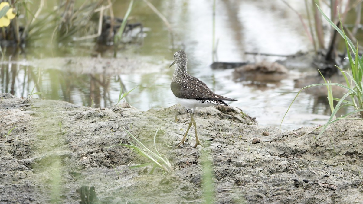 Solitary Sandpiper - ML618460460