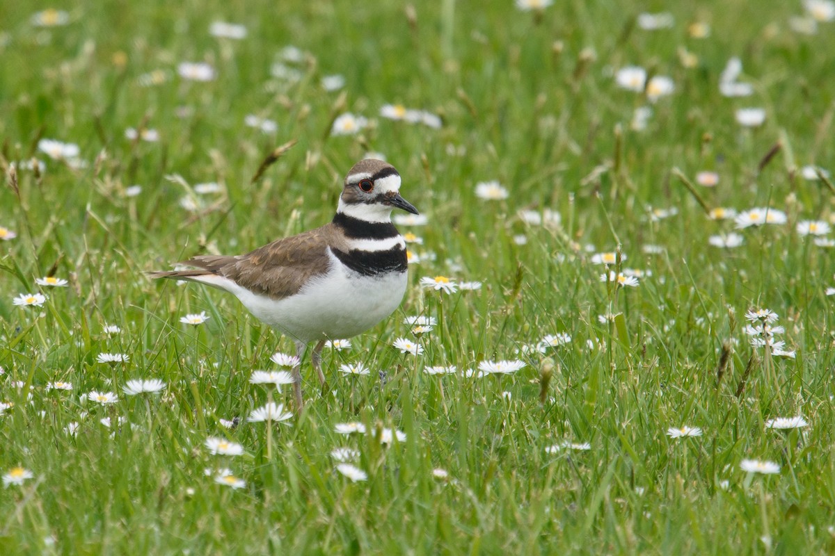 Killdeer - ML618460470