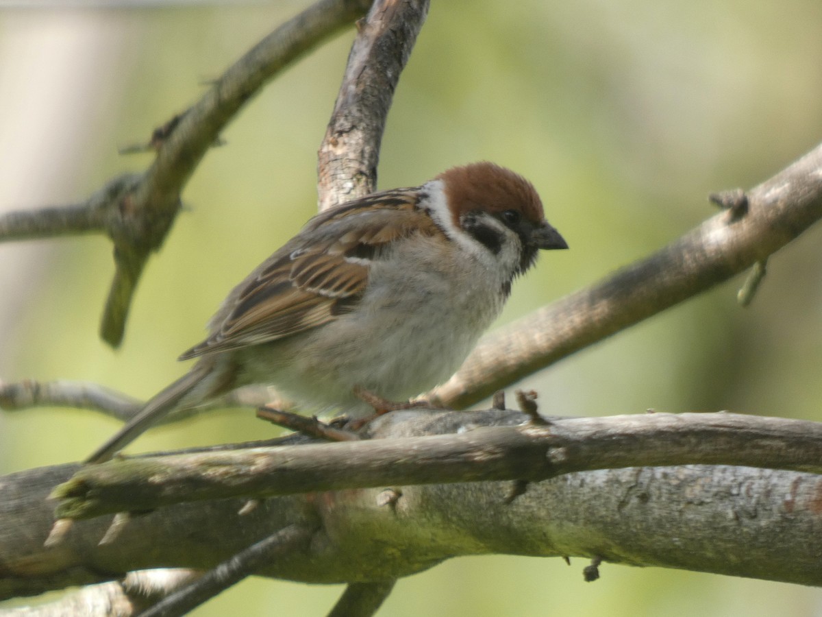 Eurasian Tree Sparrow - ML618460473