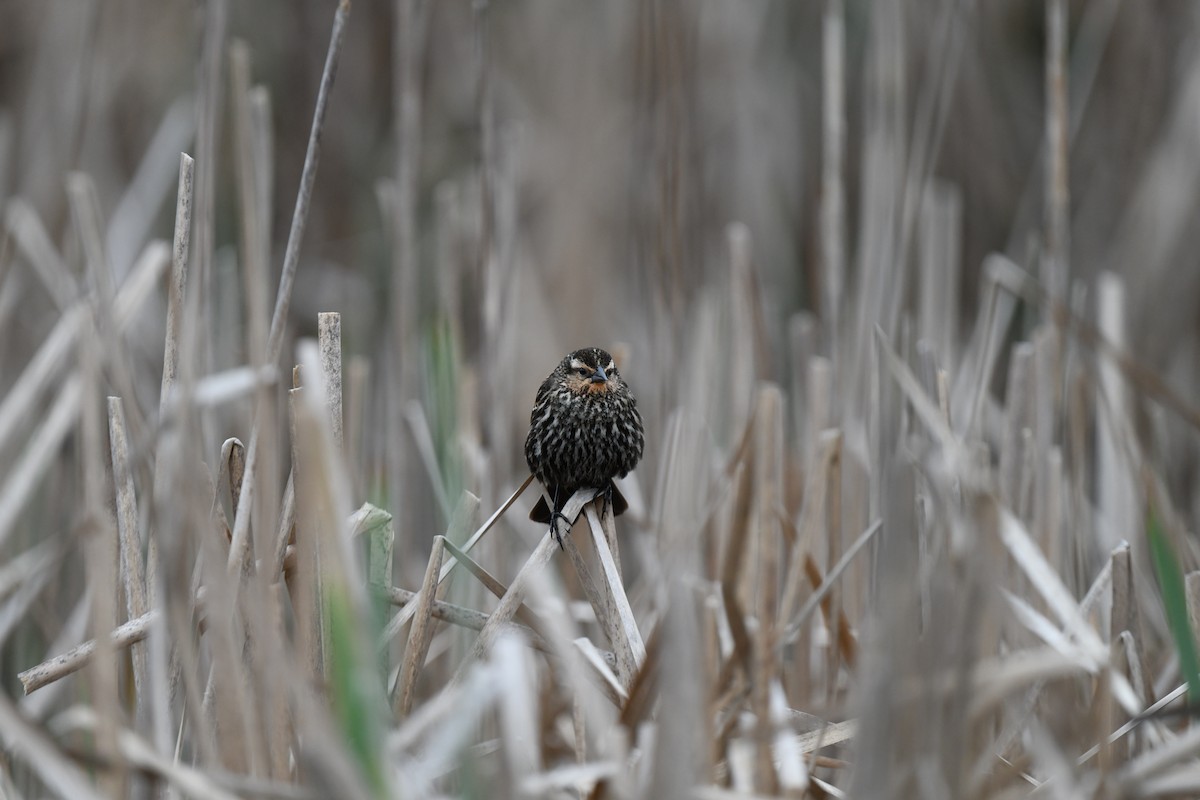 Red-winged Blackbird - joe demko