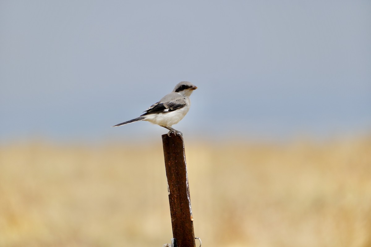 Loggerhead Shrike - Oliver Huang