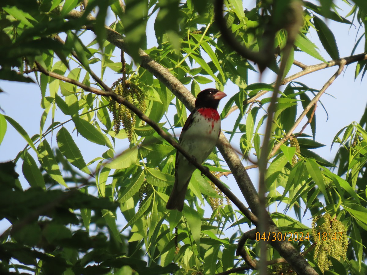 Rose-breasted Grosbeak - Elizabeth Anderegg