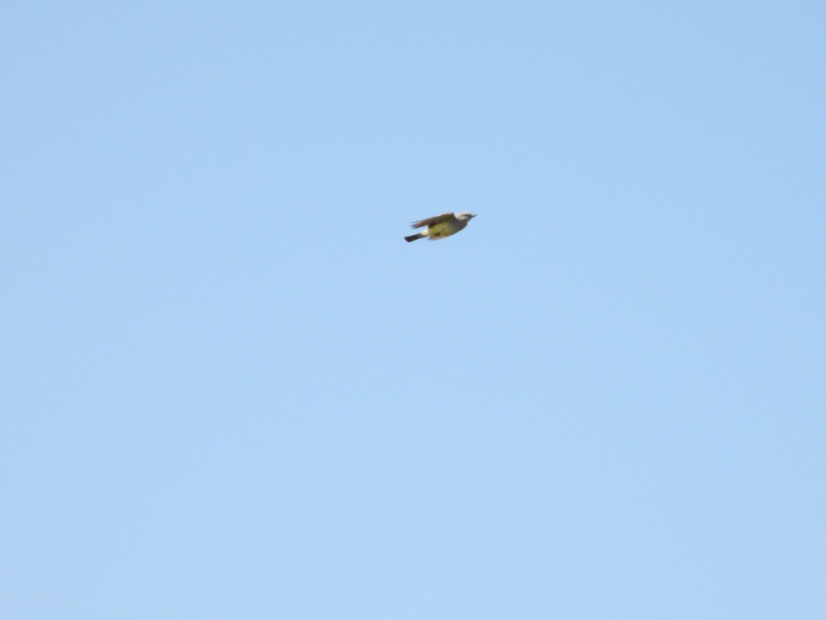 Western Kingbird - Bill Holland