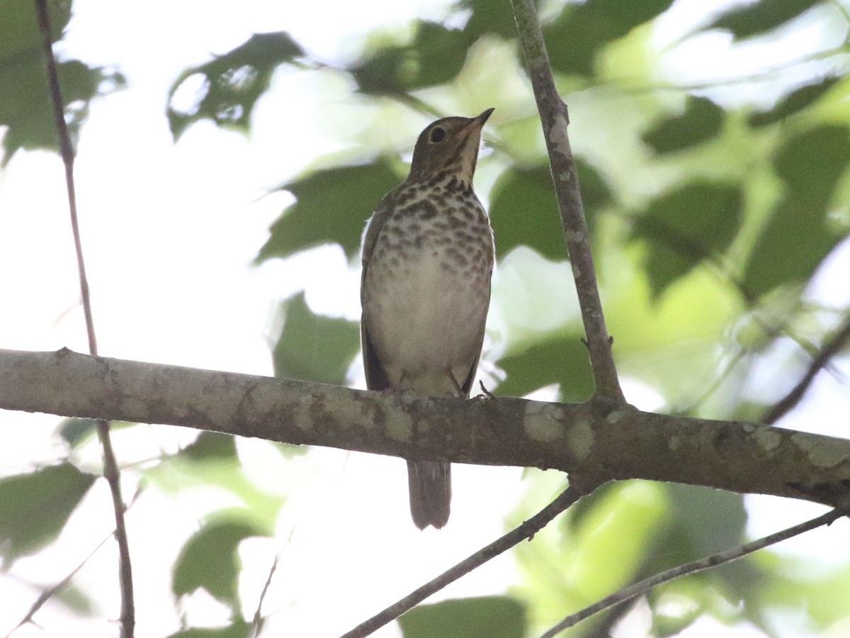 Swainson's Thrush - ML618460517