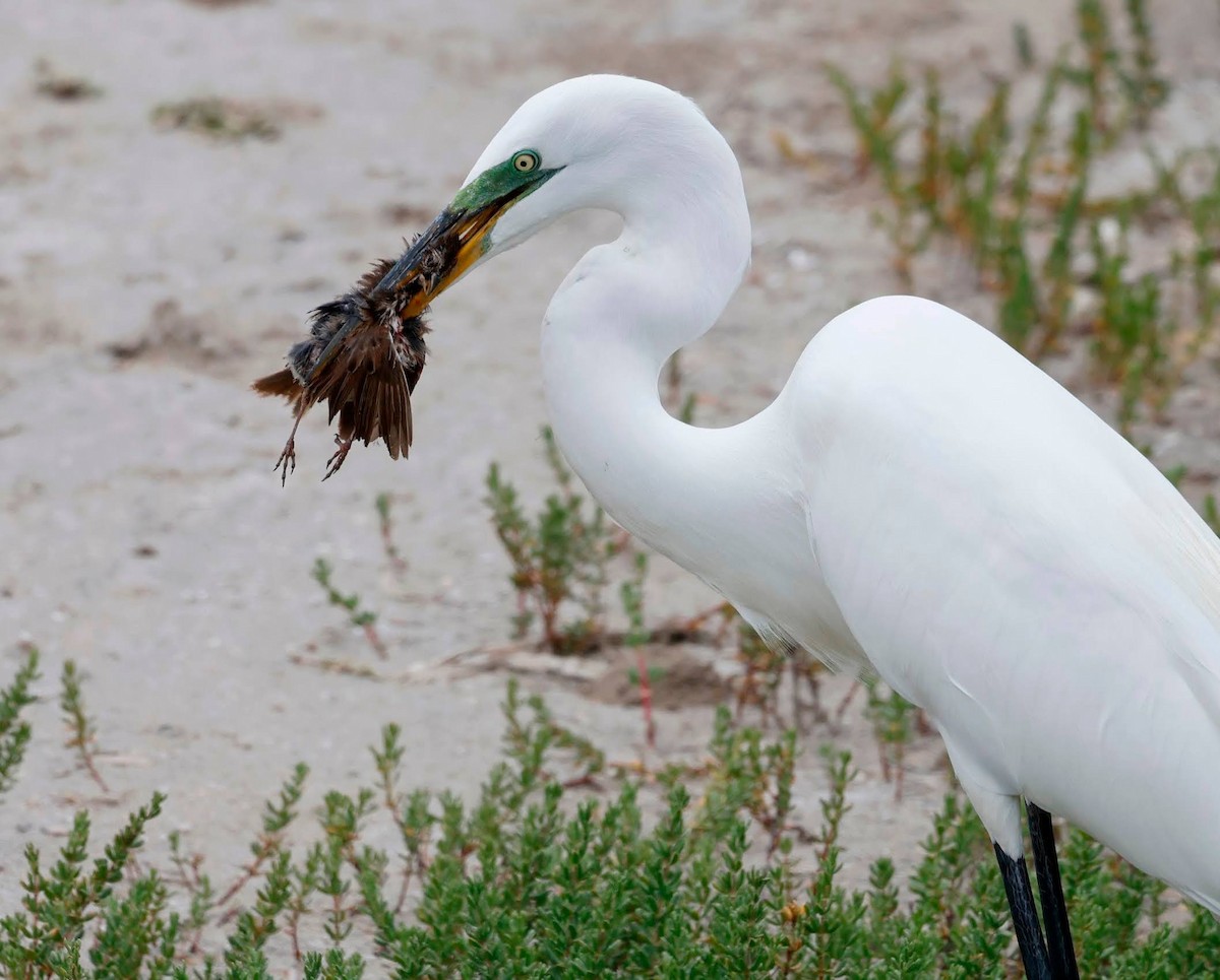 Great Egret - ML618460518