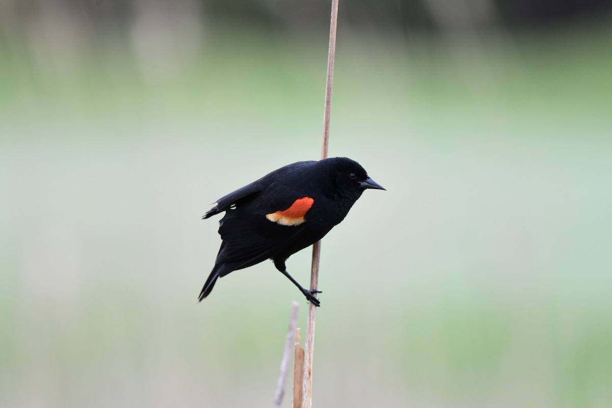 Red-winged Blackbird - joe demko