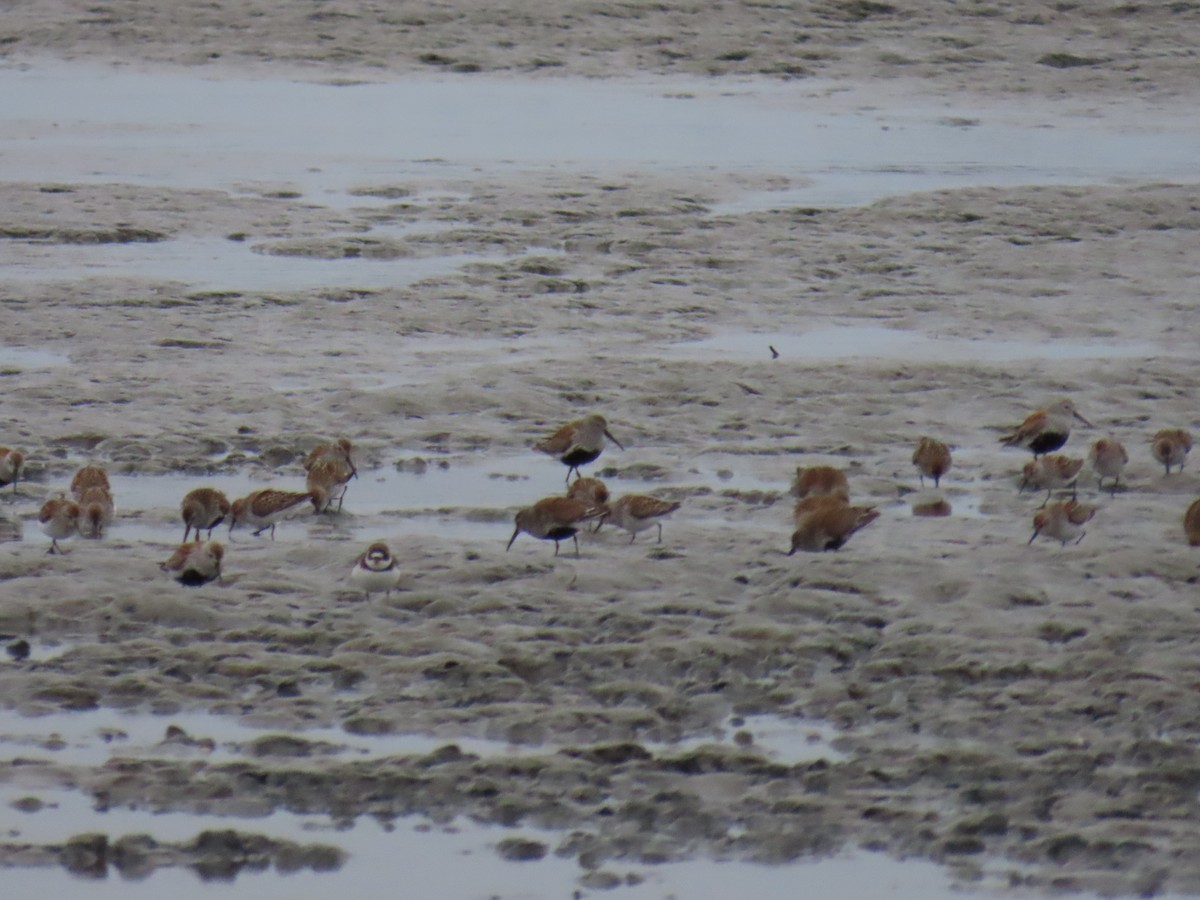 Semipalmated Plover - ML618460534