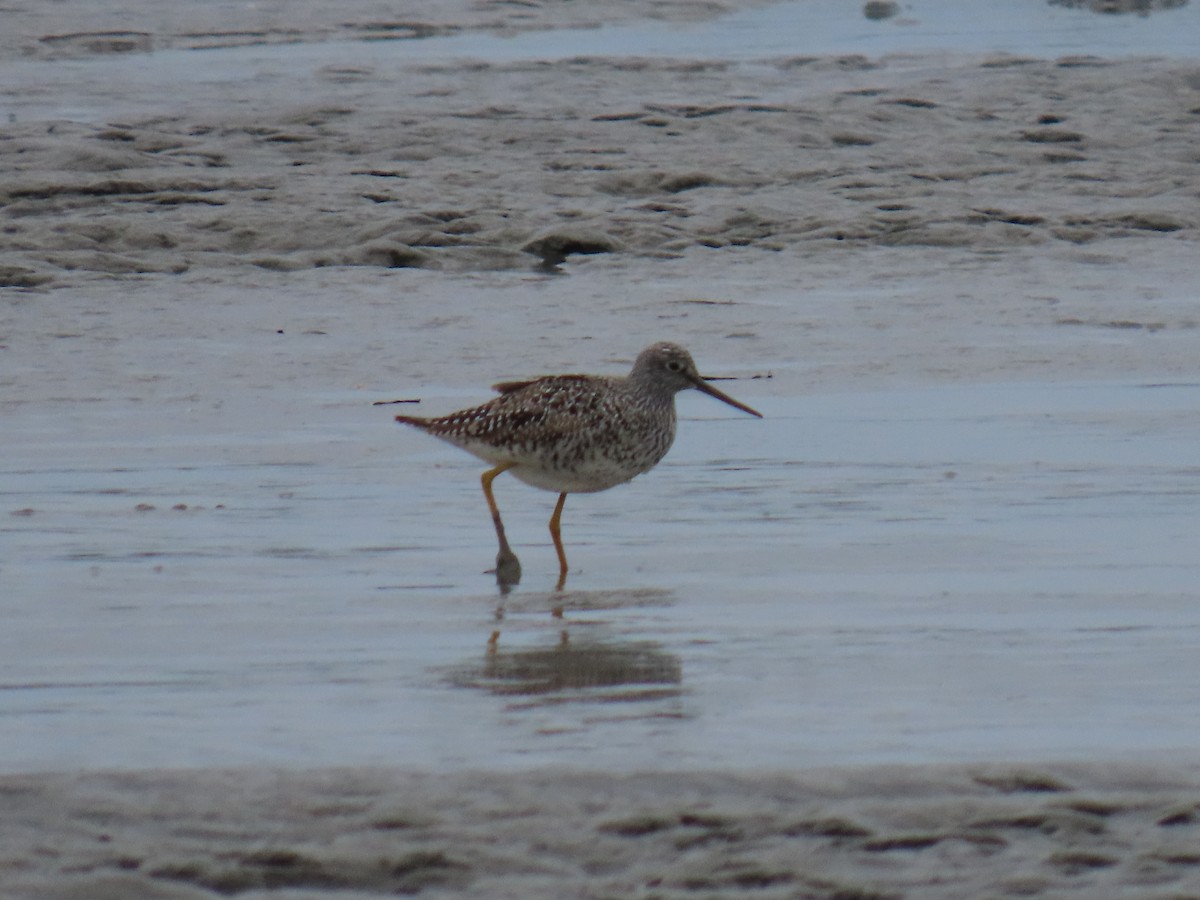 Greater Yellowlegs - Laura Burke