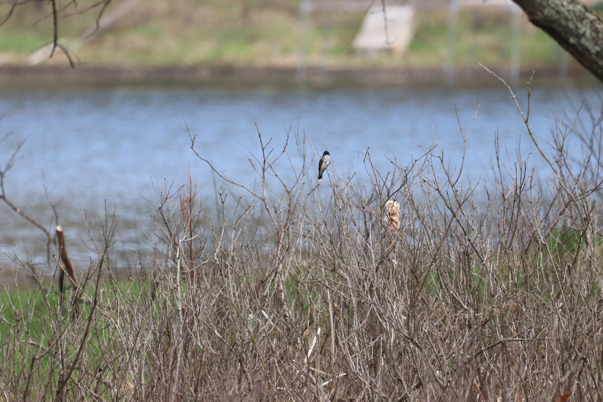 Eastern Kingbird - ML618460548