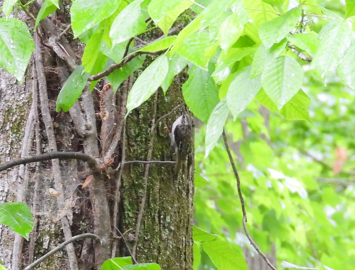 Brown Creeper - Maggie Silverman