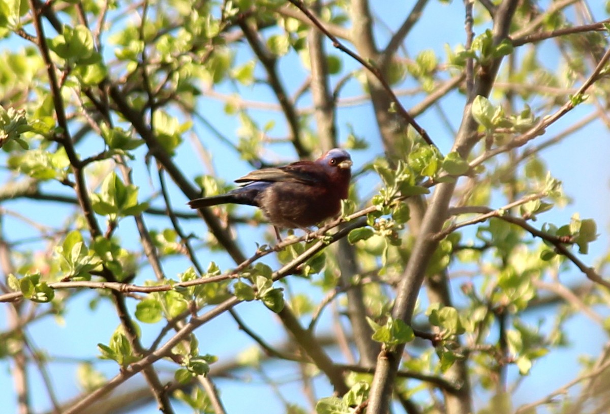 Varied Bunting - Braden Meyer