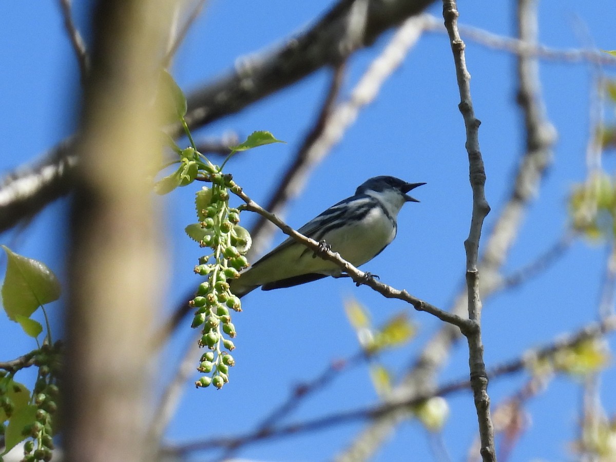 Blauwaldsänger - ML618460594