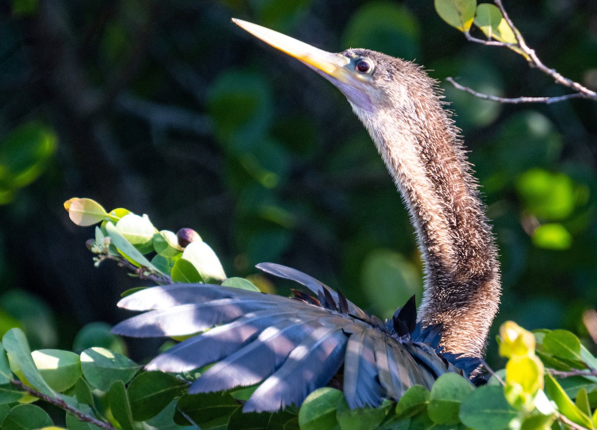 Amerika-Schlangenhalsvogel - ML618460599