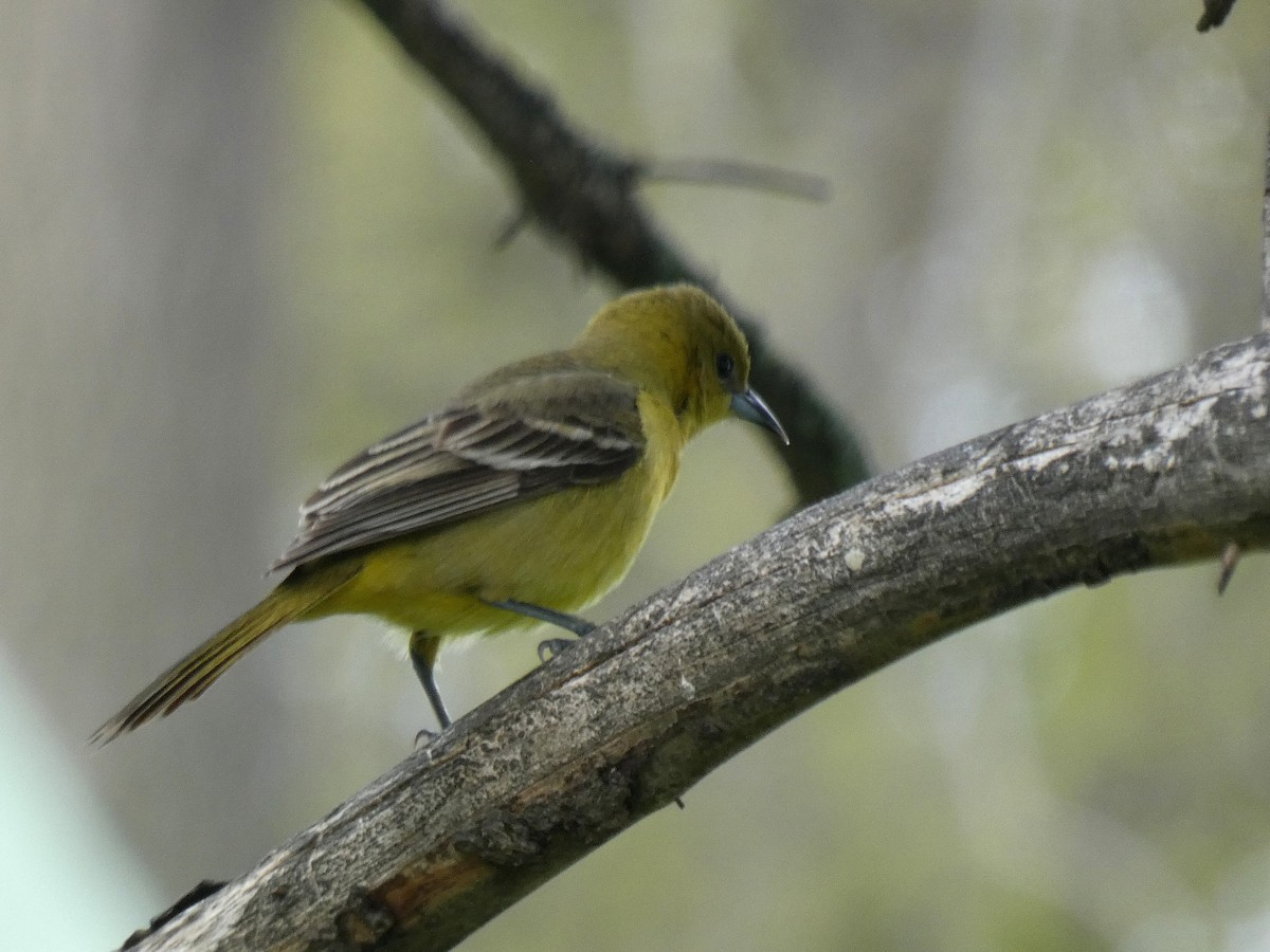 Orchard Oriole - ML618460608