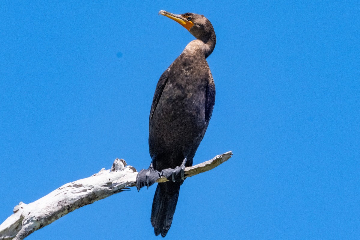 Double-crested Cormorant - ML618460610