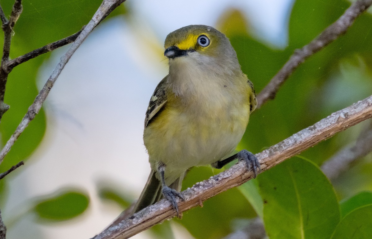 Ak Gözlü Vireo - ML618460647