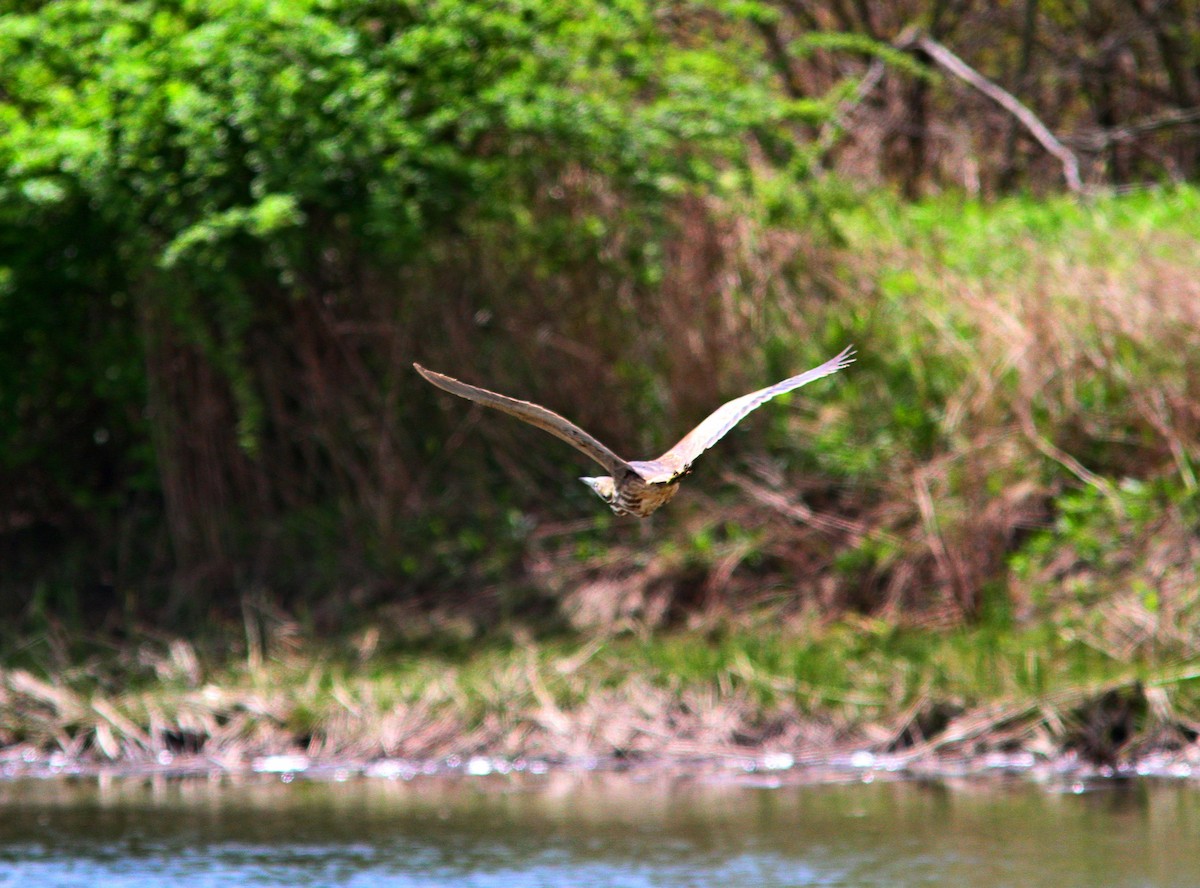 American Bittern - ML618460661