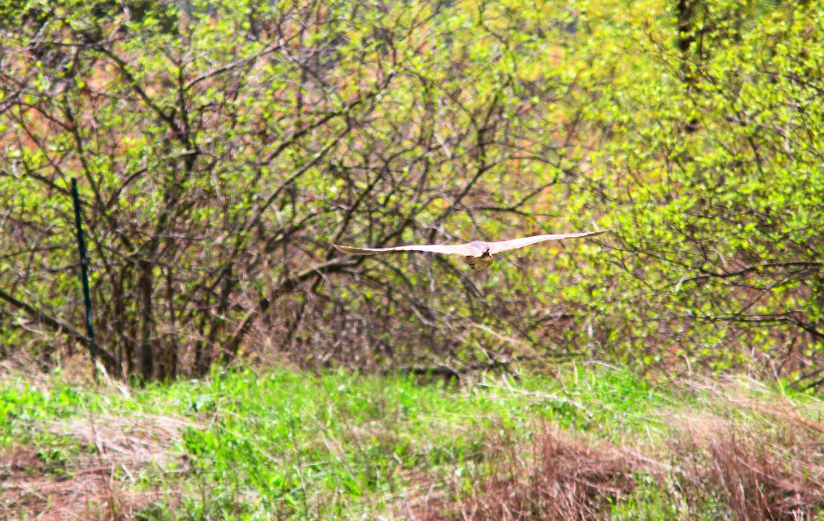 American Bittern - ML618460662