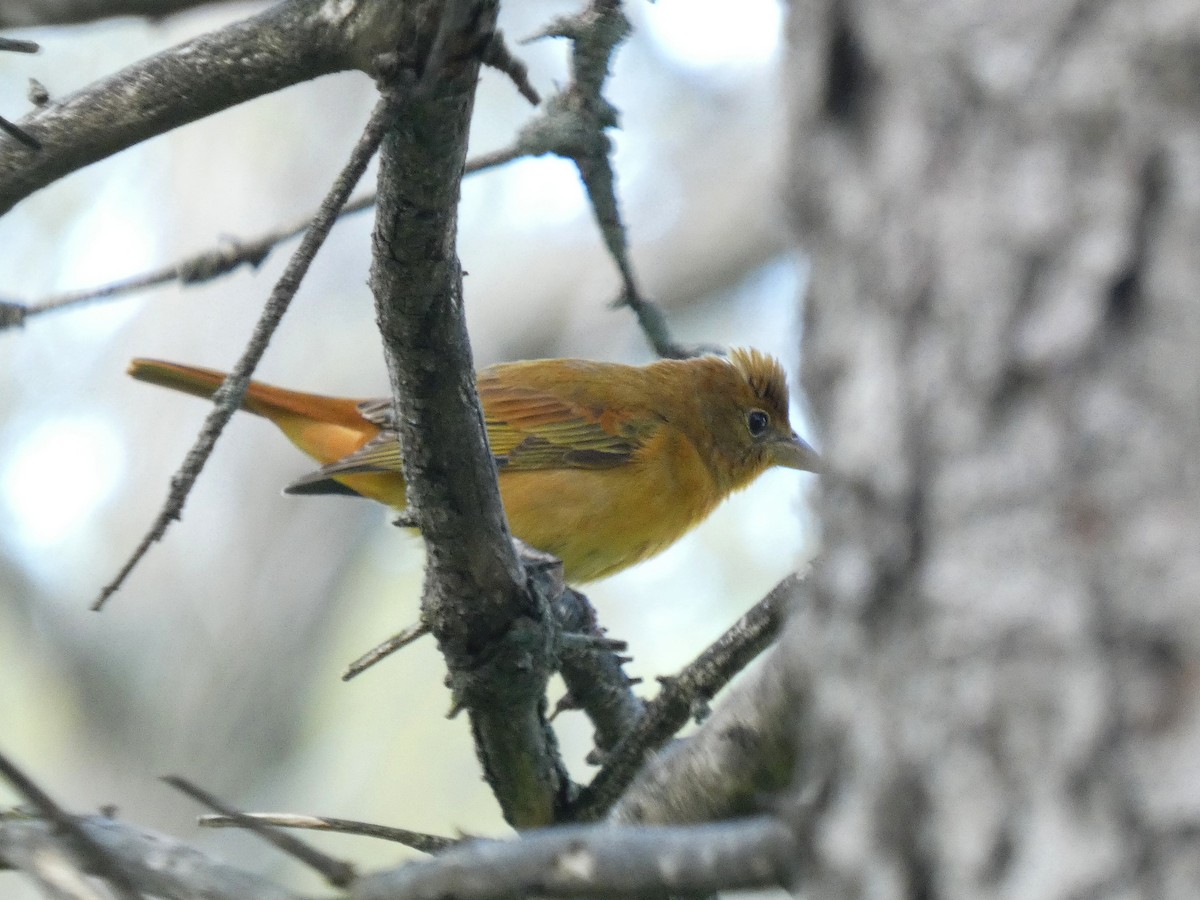 Summer Tanager - Paul Suchanek