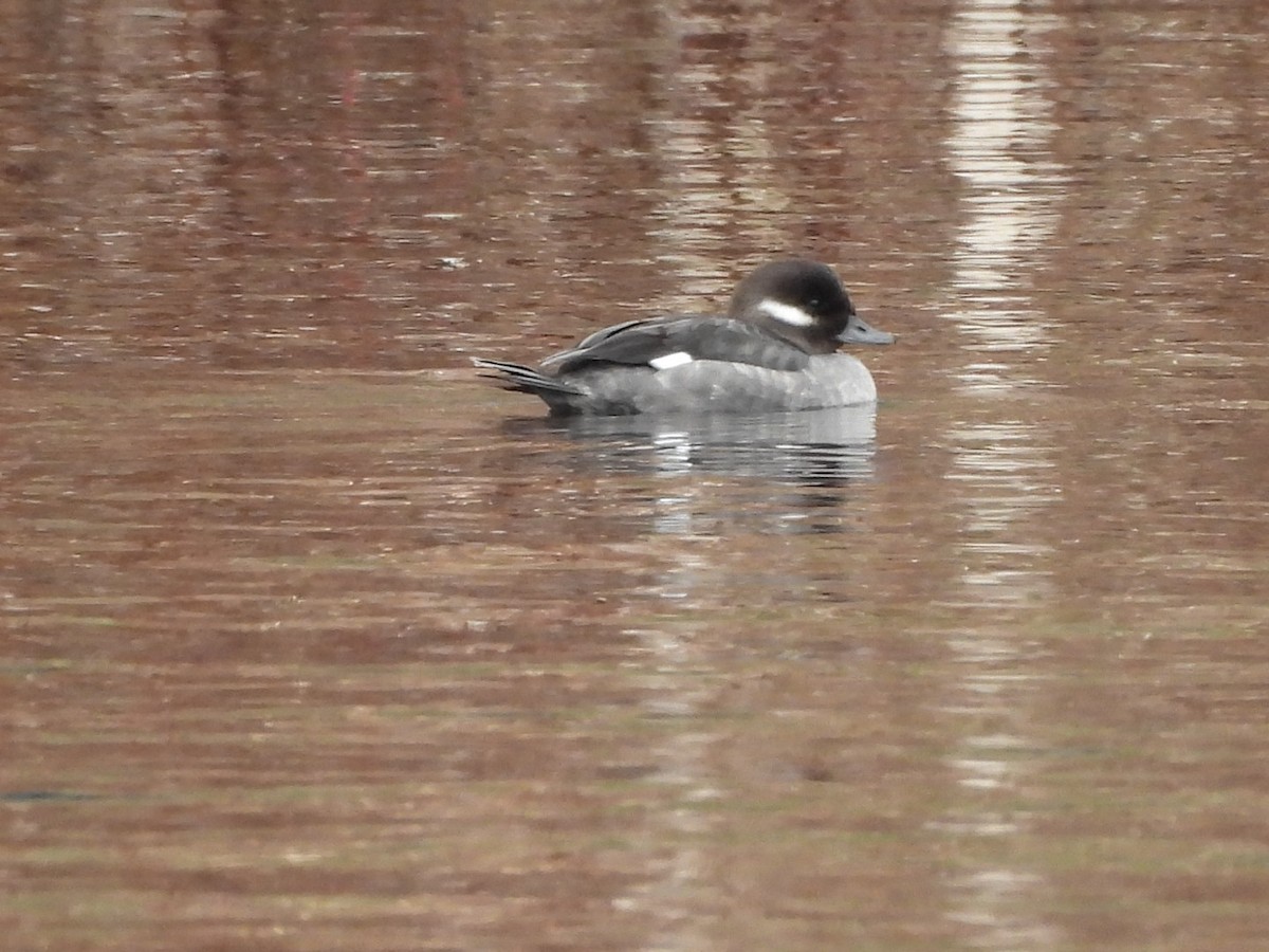 Bufflehead - Parise Beaulieu