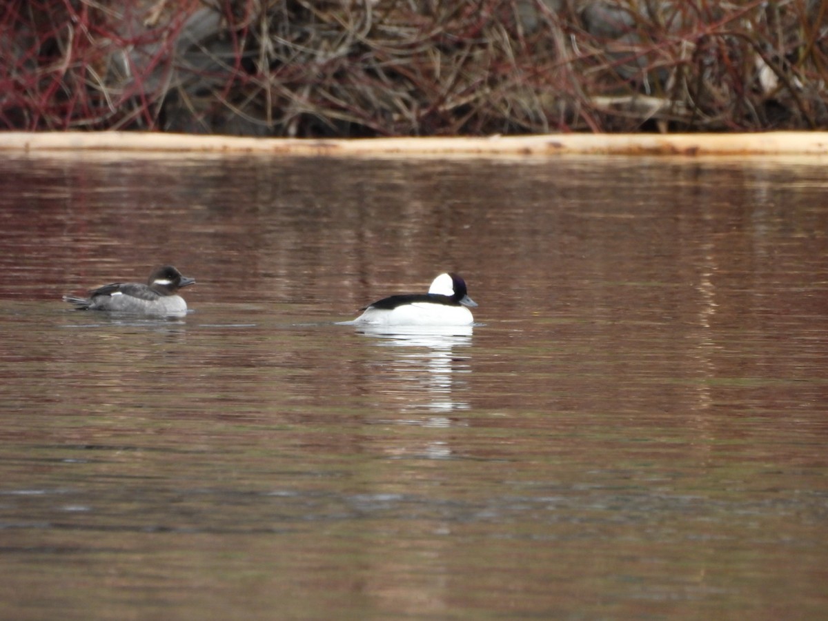 Bufflehead - ML618460700