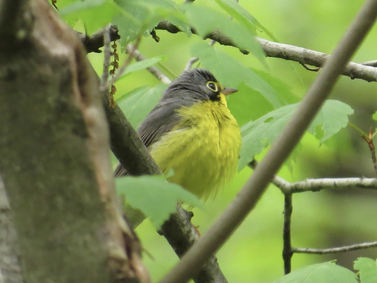 Canada Warbler - ML618460708