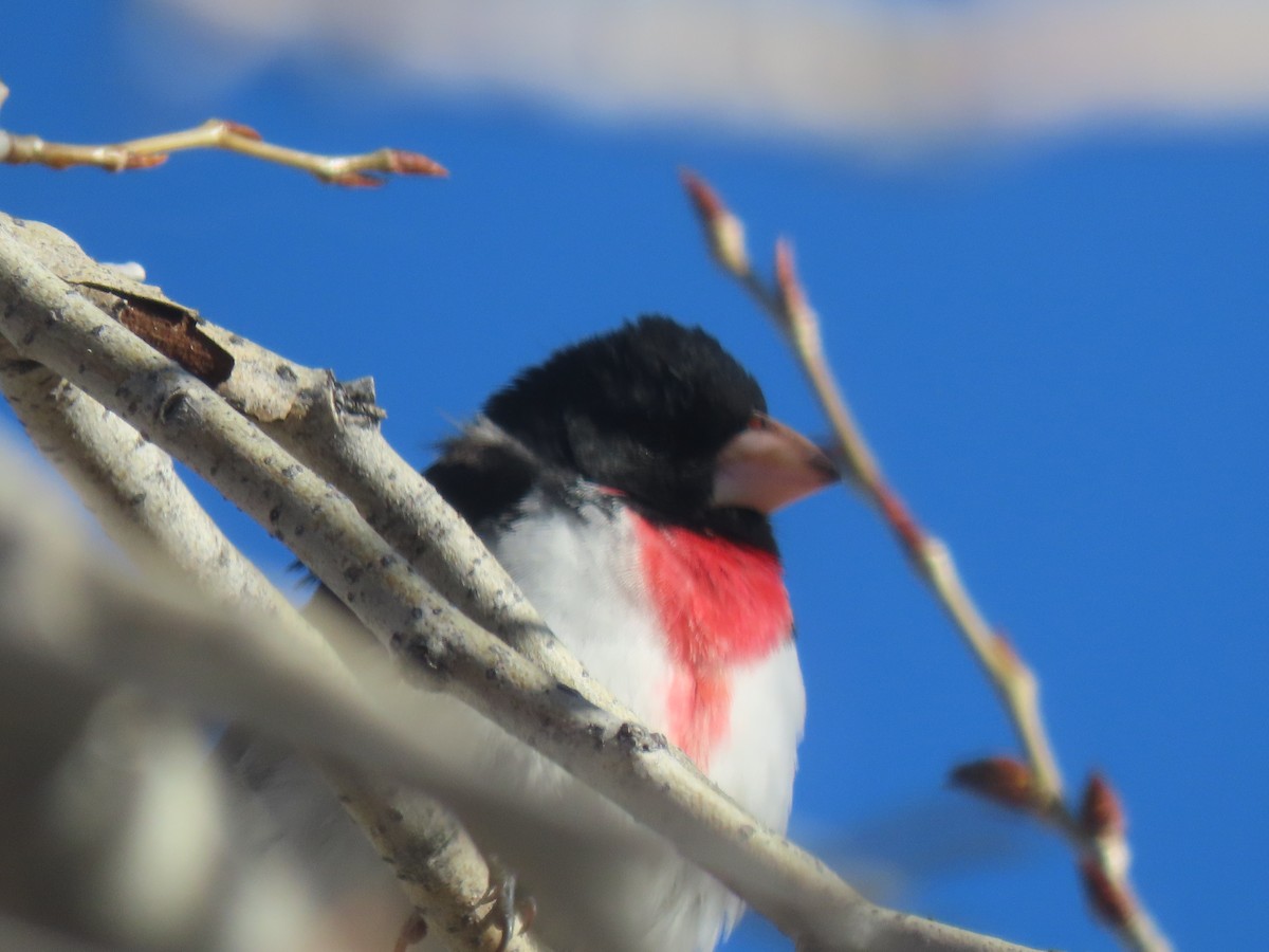 Rose-breasted Grosbeak - Jan Leonard