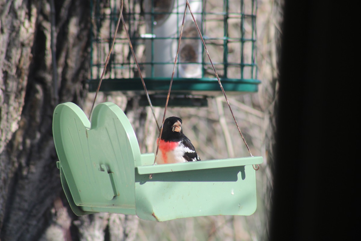 Rose-breasted Grosbeak - ML618460714