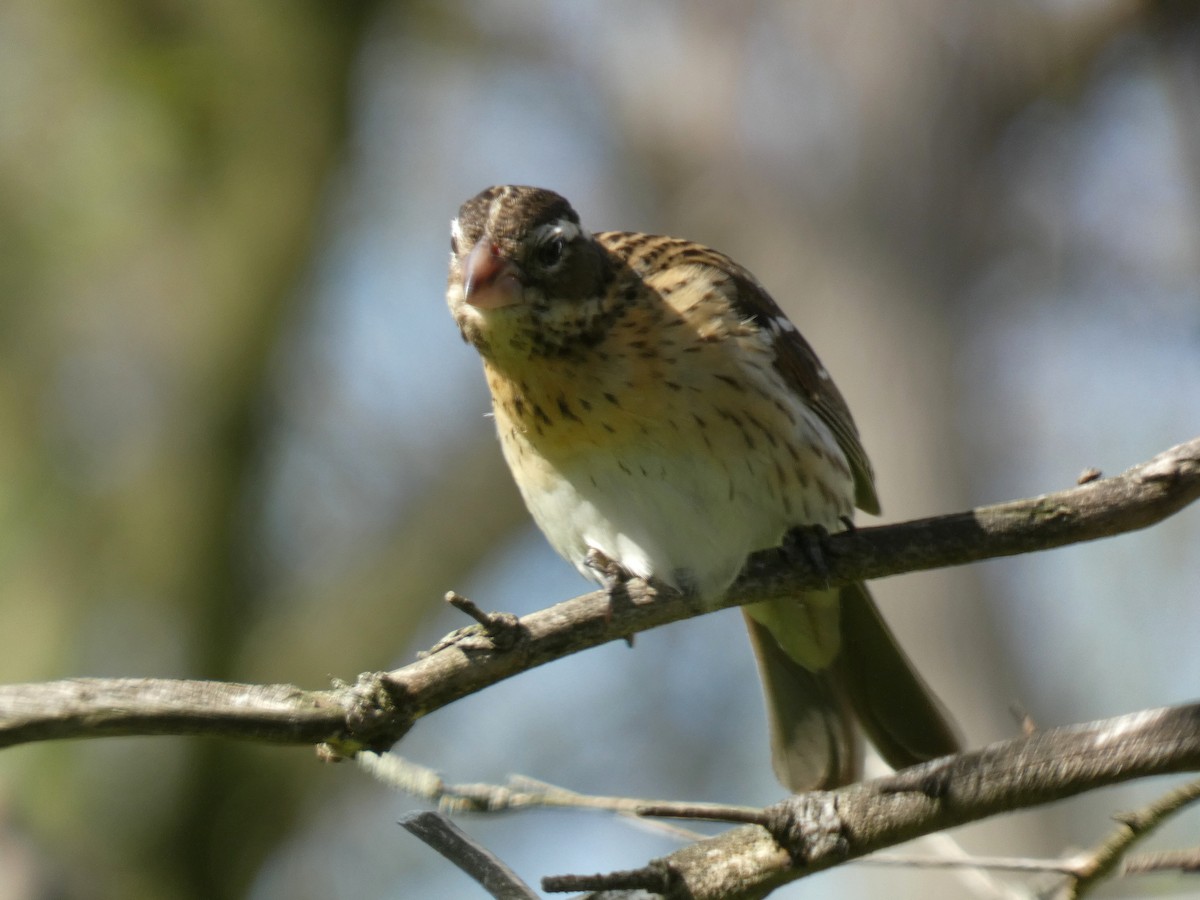 Rose-breasted Grosbeak - ML618460718