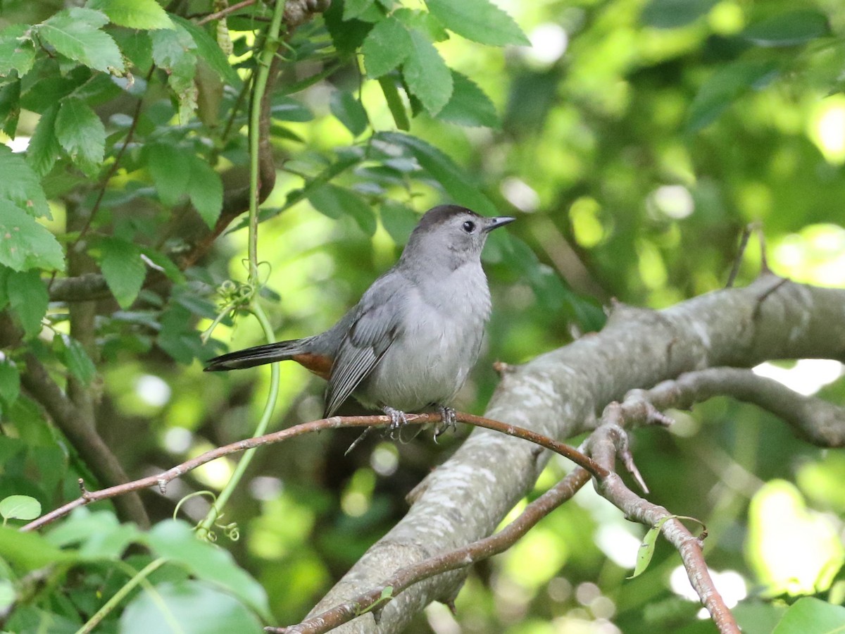 Gray Catbird - ML618460724