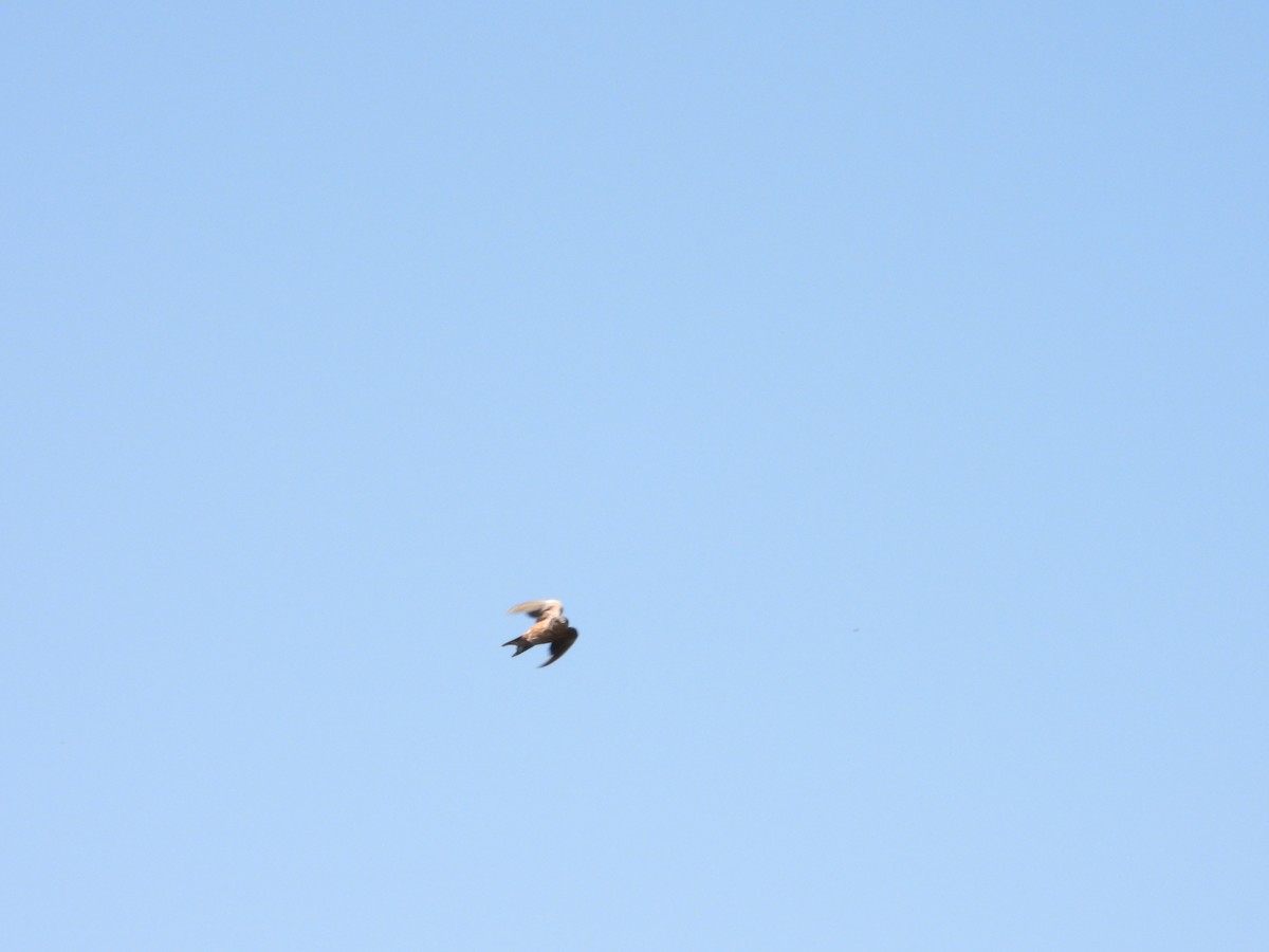 Barn Swallow - Bill Holland