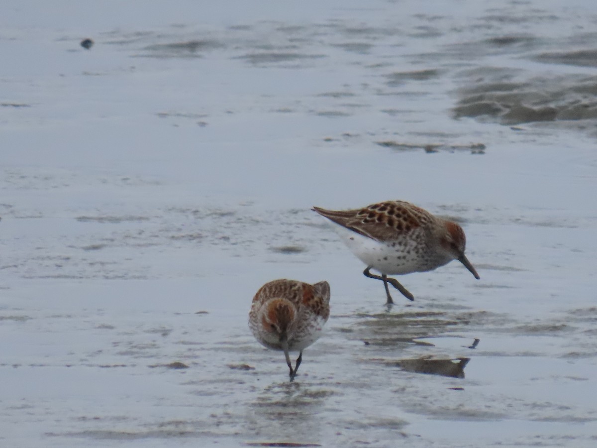 Western Sandpiper - Laura Burke