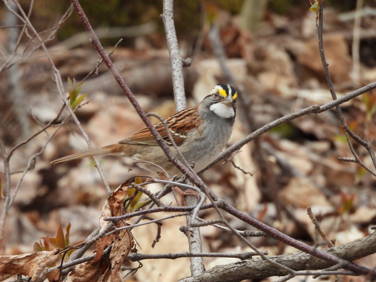 White-throated Sparrow - ML618460764