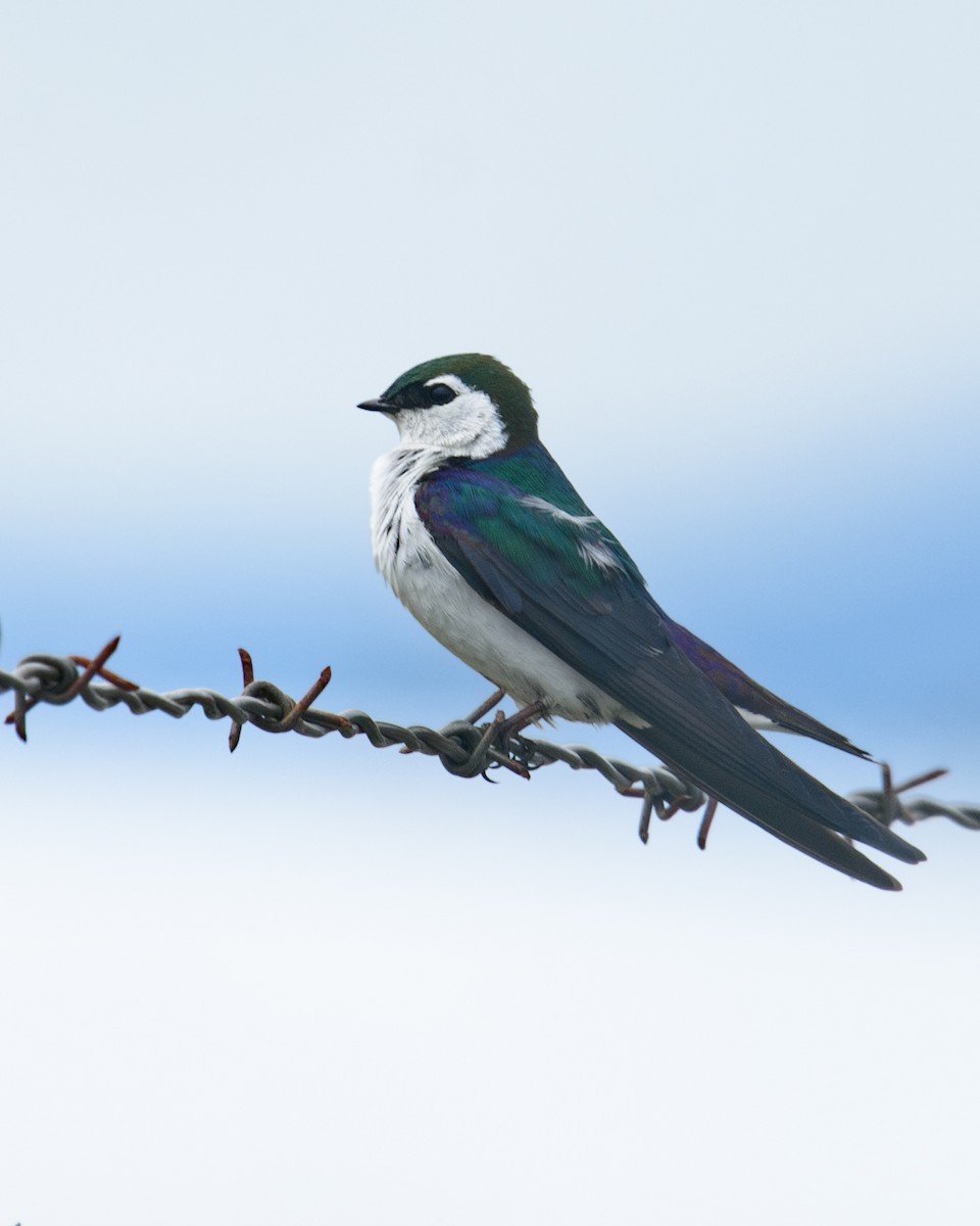 Violet-green Swallow - Randy Dzenkiw