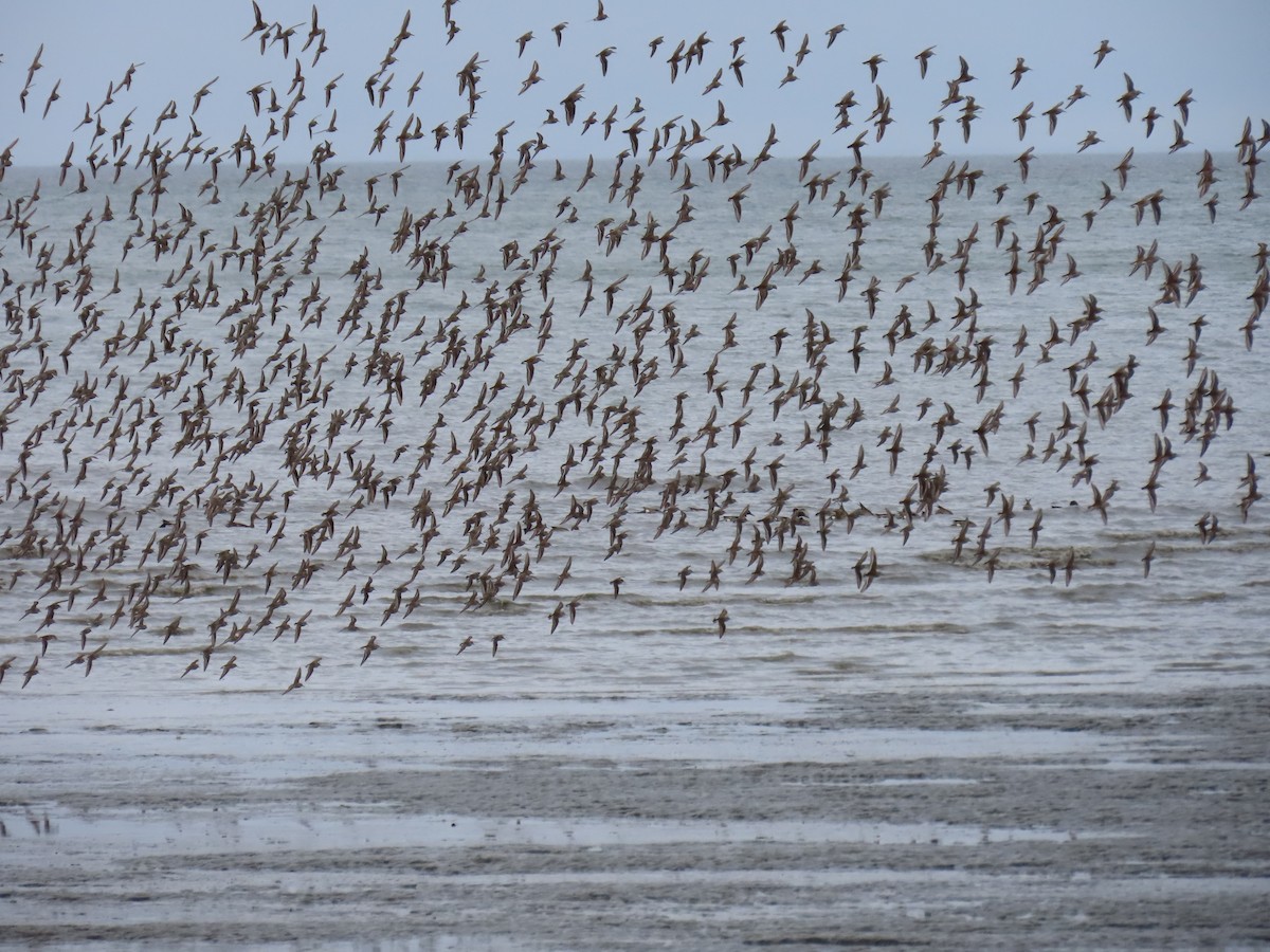 Bergstrandläufer - ML618460770