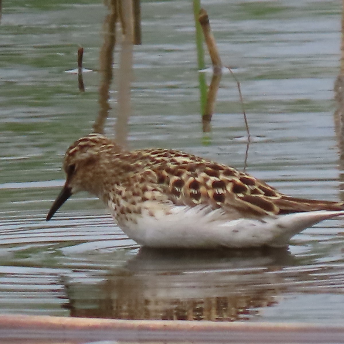 Least Sandpiper - Jan Drury