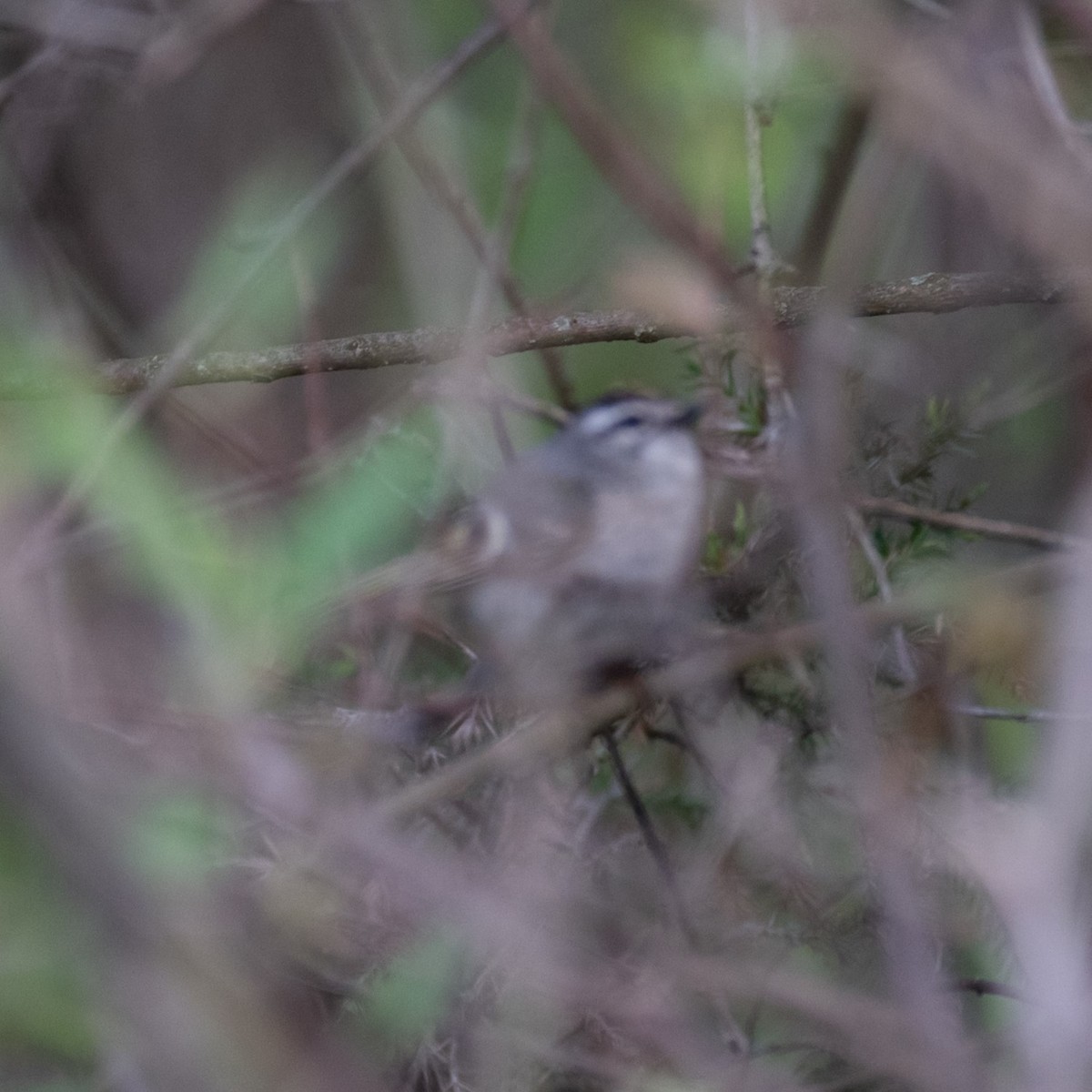 Golden-crowned Kinglet - ML618460779