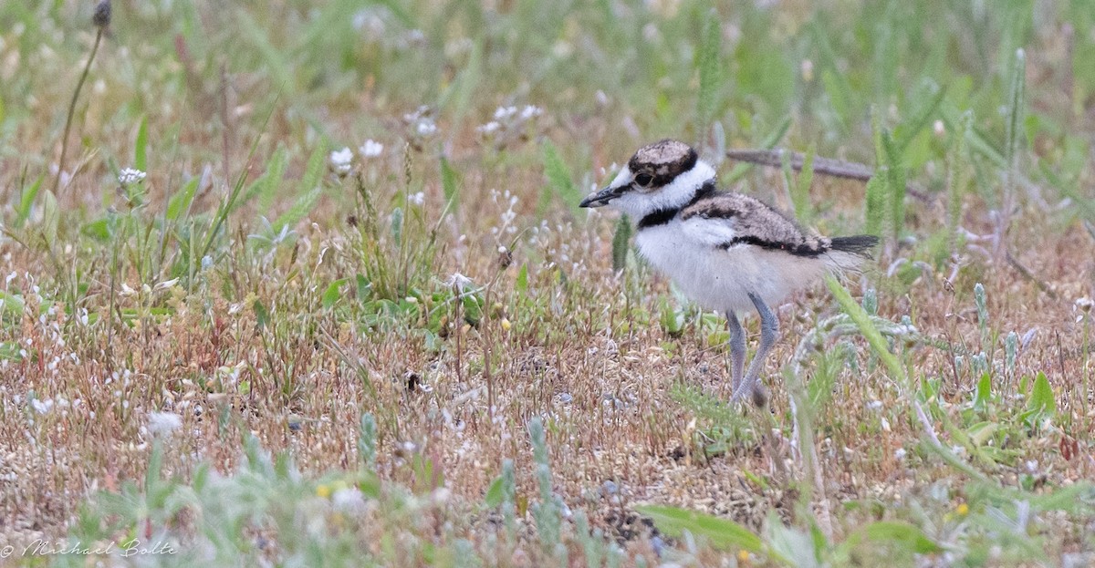 Killdeer - ML618460803